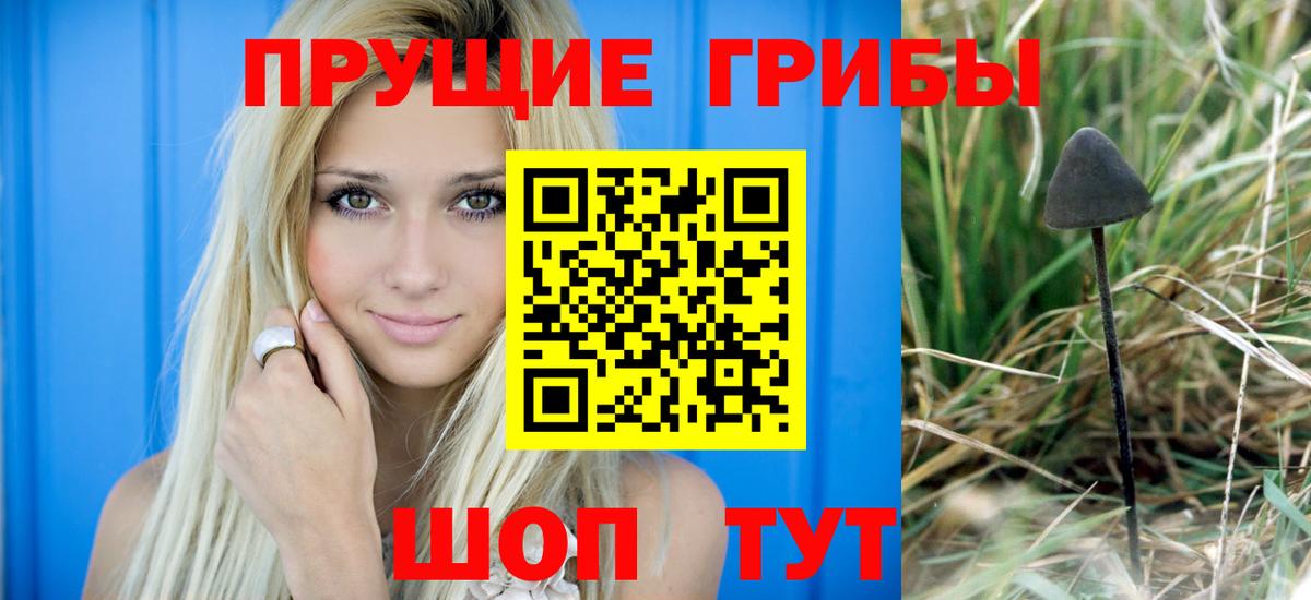 Псилоцибиновые грибы Psilocybe Северобайкальск